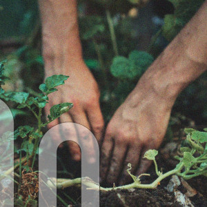 Ondes durables Terrains communs : r&eacute;cits d&rsquo;&eacute;cologie populaire